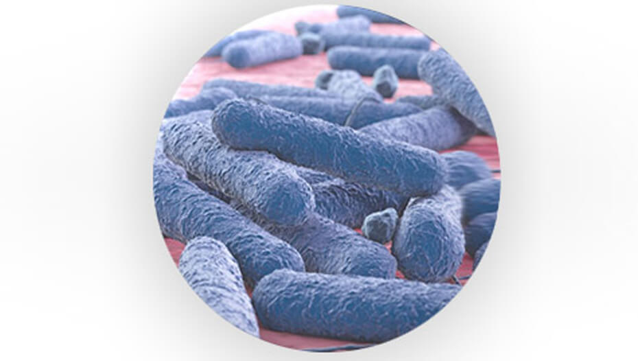 Prebiotiska bakterier