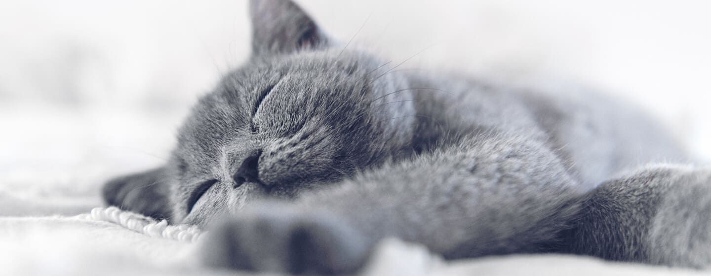 blå/grå katt sover