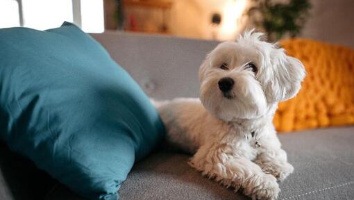 Maltesisk hund liggande på soffan