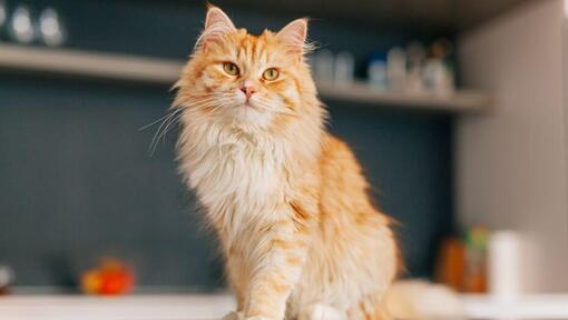 Persisk långhårig katt står i köket