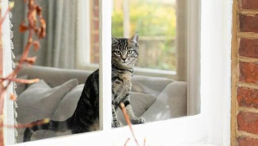 Kattunge tittar ut genom fönstret hemma