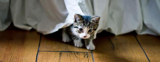 liten kattunge som kommer ut under en säng