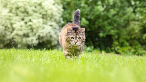 Katt går i gräs