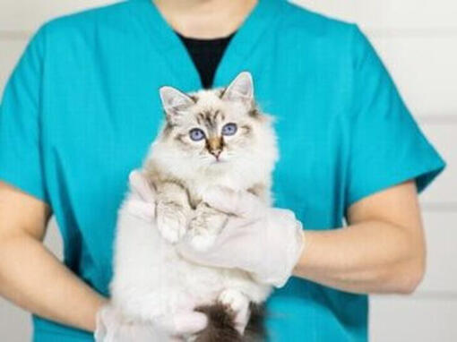 Katt som hålls av veterinär