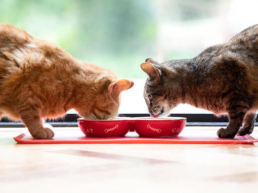 Två katter som äter