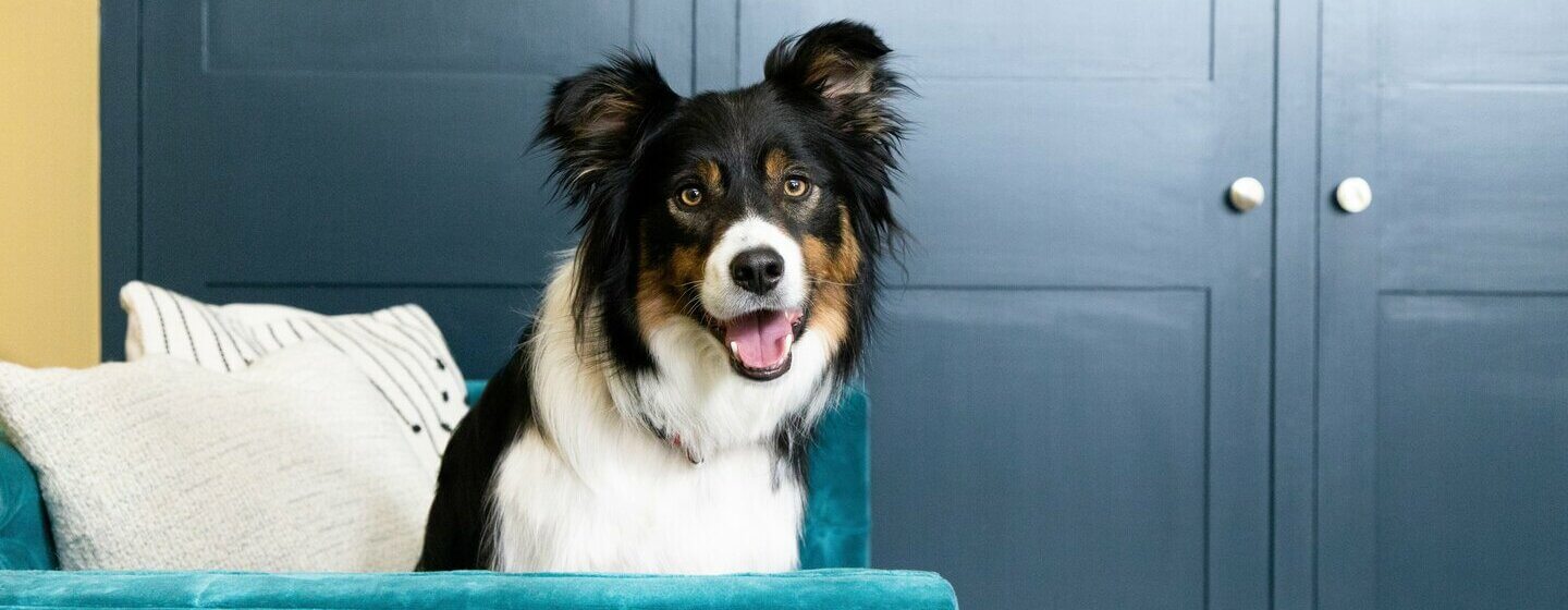 Glad hund på soffan