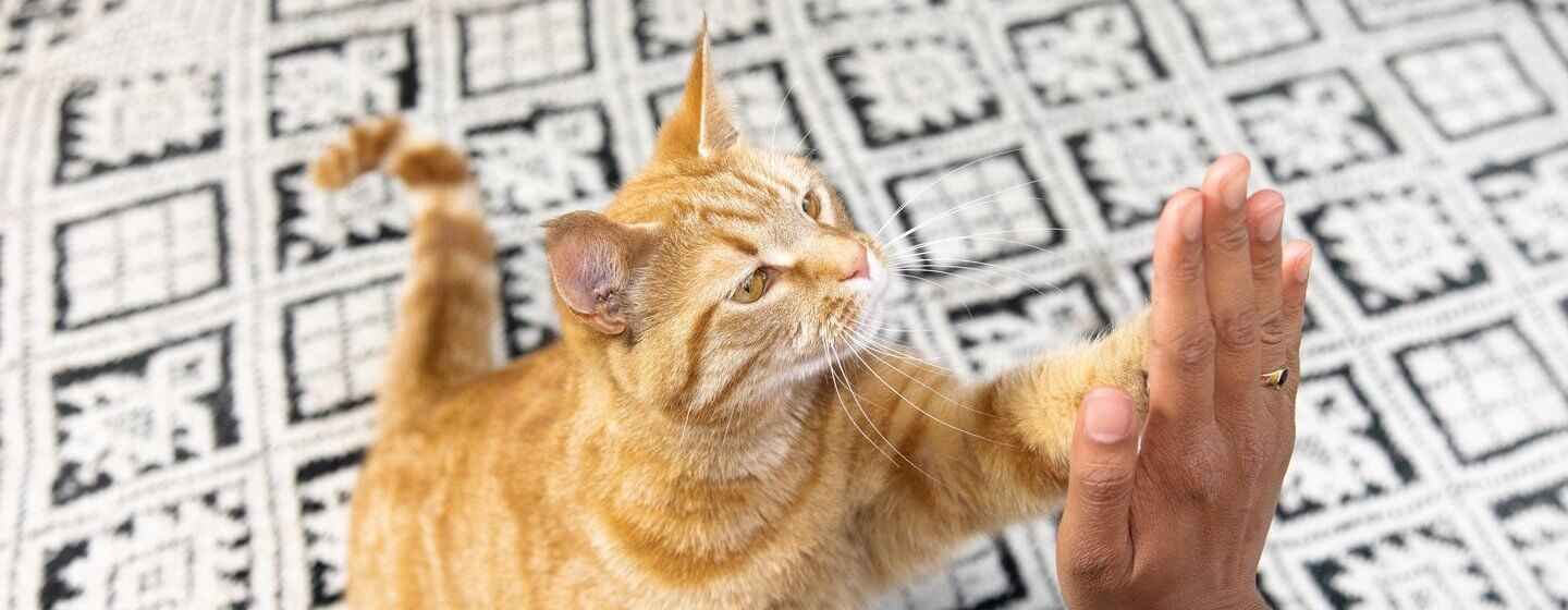 cat high five