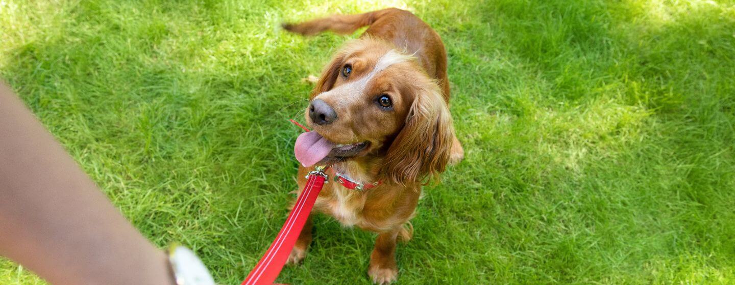Ljusbrun hund på rött bly på gräset som tittar upp på ägaren.