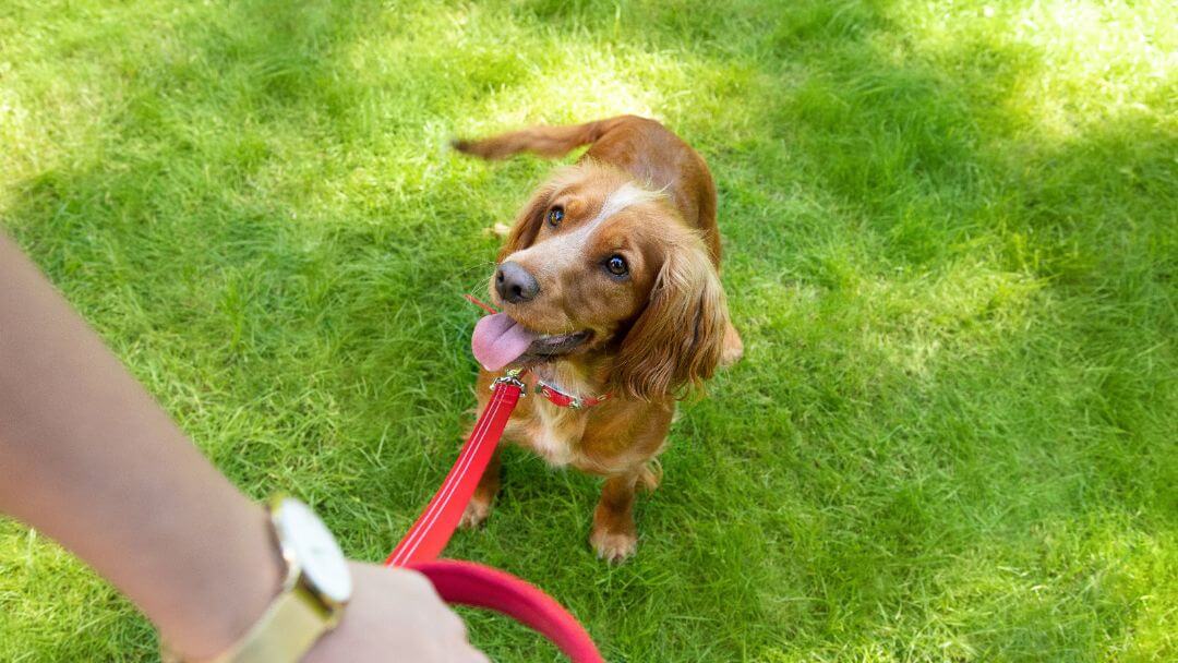 Ljusbrun hund på rött bly på gräset som tittar upp på ägaren.