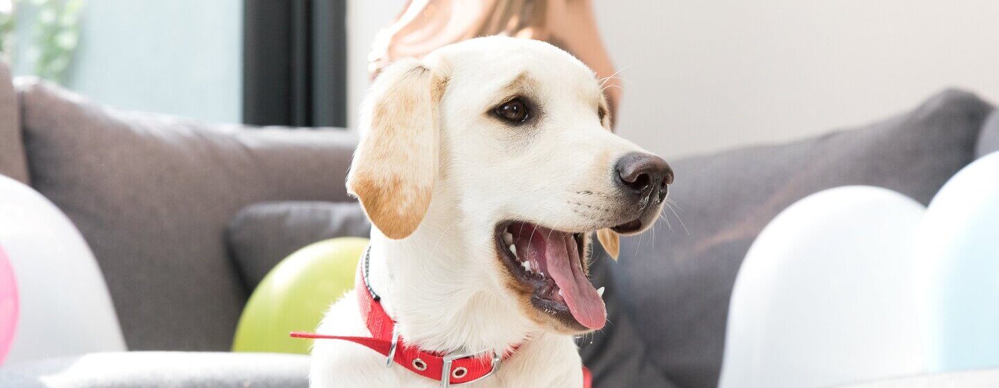 Golden Labrador retriever med röd krage och öppen mun