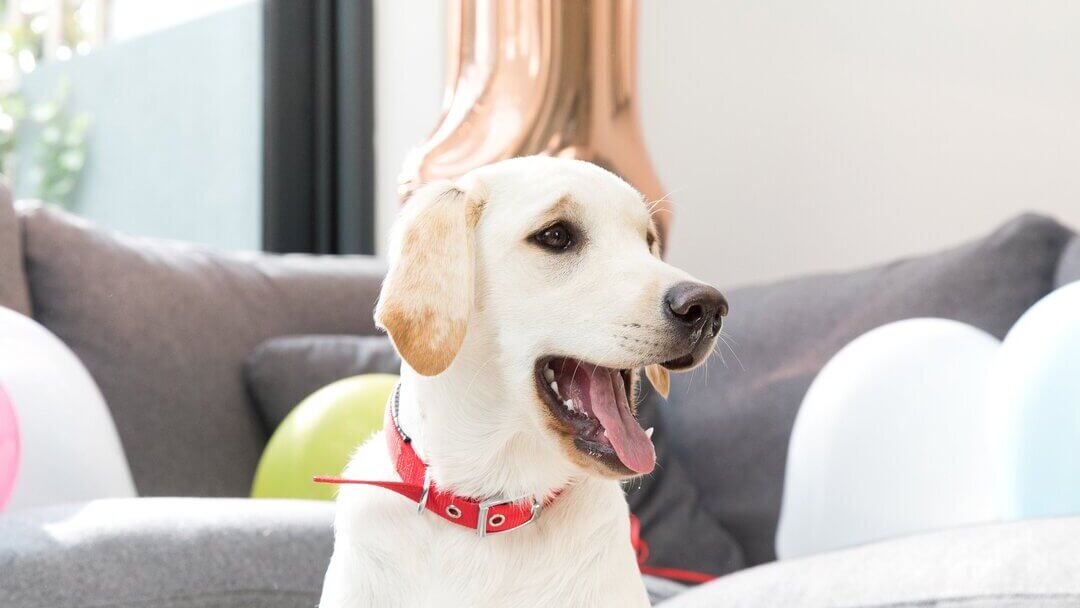 Golden Labrador retriever med röd krage och öppen mun