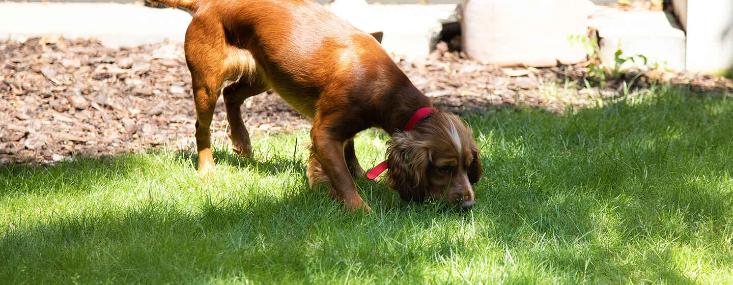 Brun hund sniffar gräs i trädgården