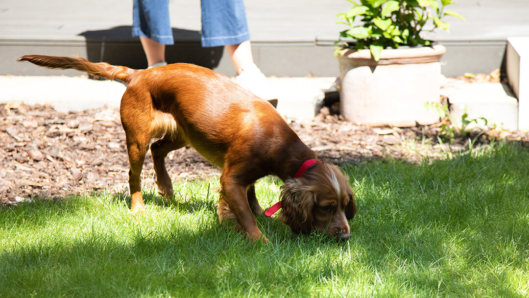 Brun hund sniffar gräs i trädgården