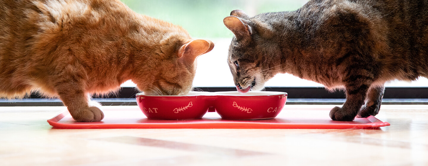 Två katter som äter från en röd skål