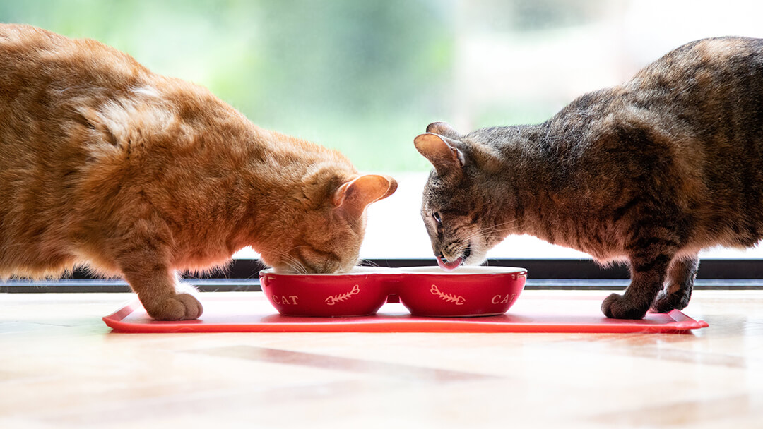 Två katter som äter från en röd skål