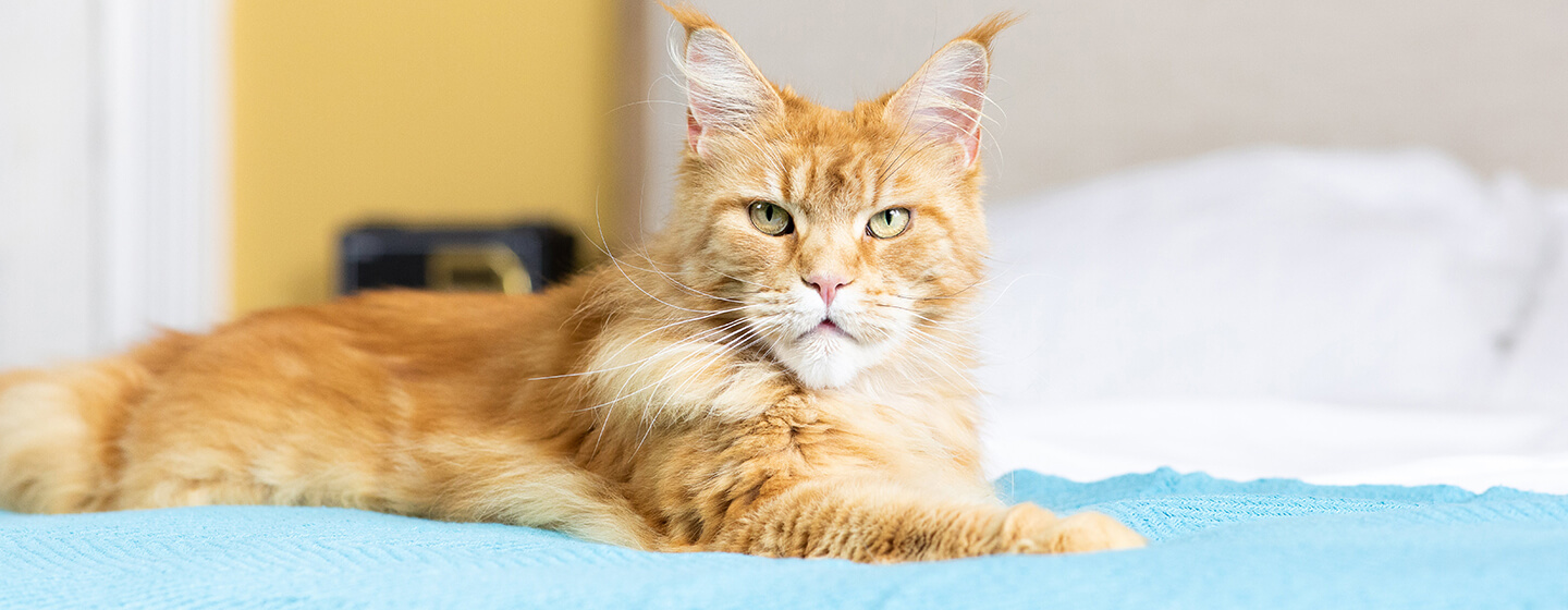 Katt sitter på sängen