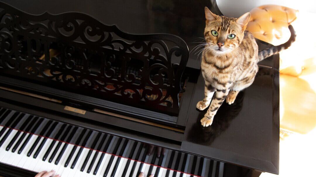 Bengal katt sitter på ett piano medan det spelas.