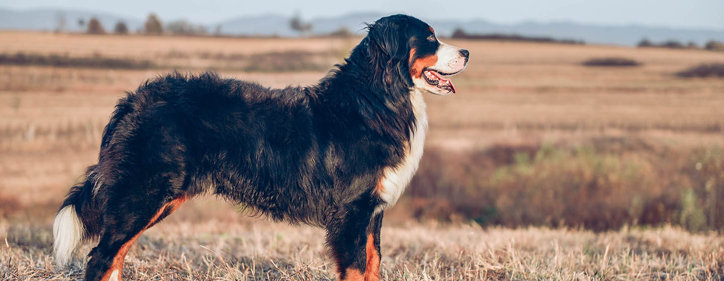 Hund som står i fält.