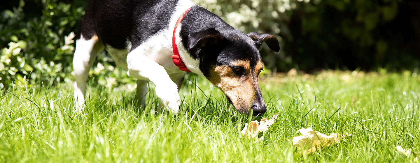 Allt om hundbajs: hunddiarré, färger med | Purina