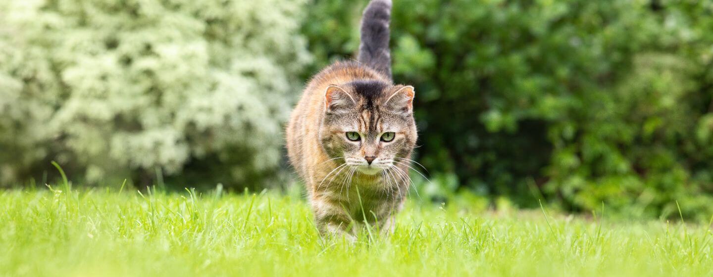 Katt som strövar i gräs