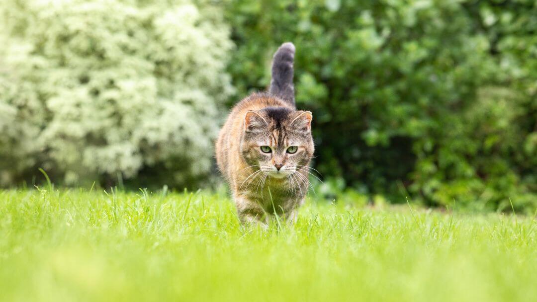 Katt som strövar i gräs