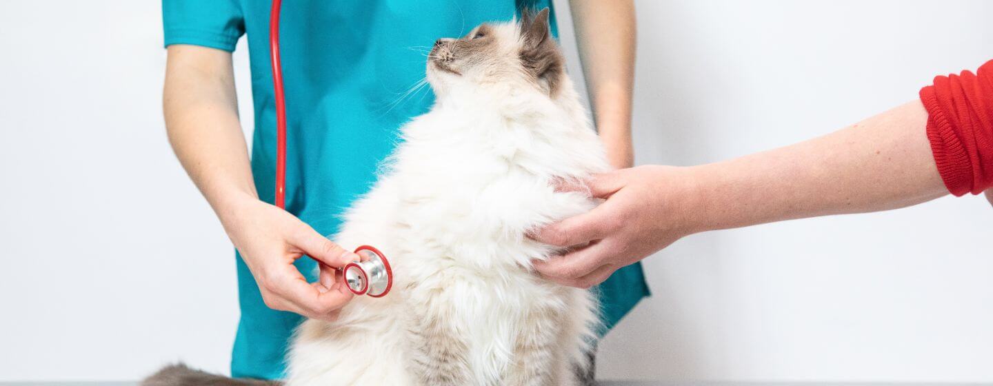 Fluffig katt som kontrolleras av en veterinär.