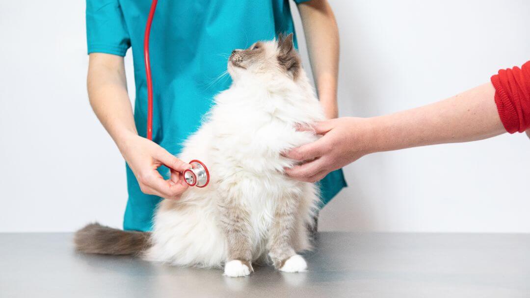 Fluffig katt som kontrolleras av en veterinär.