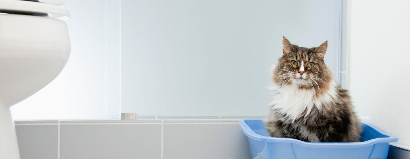 Katt som sitter i en blå kattlåda i badrummet