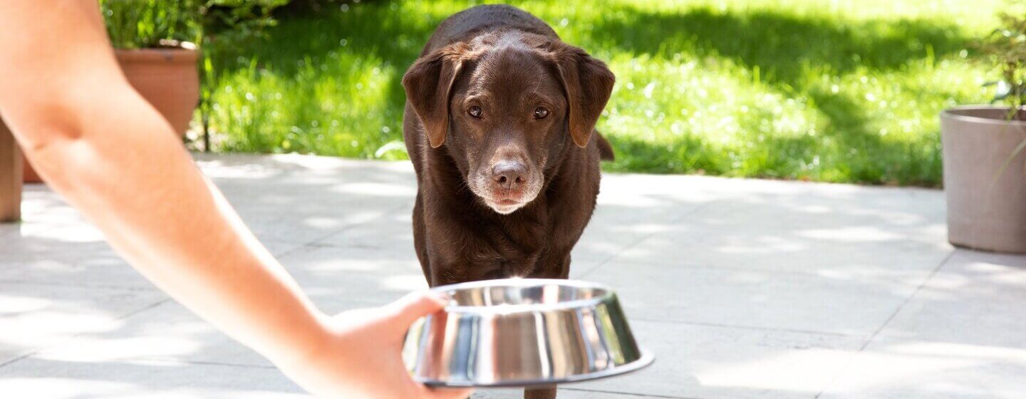 Äldre labrador får en skål