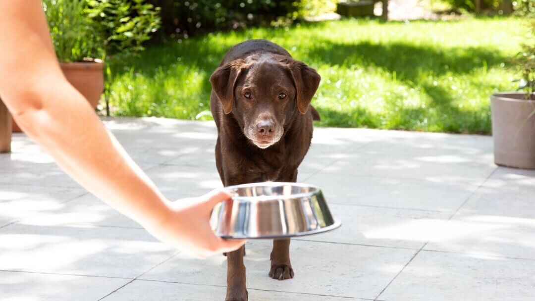 Äldre labrador får en skål