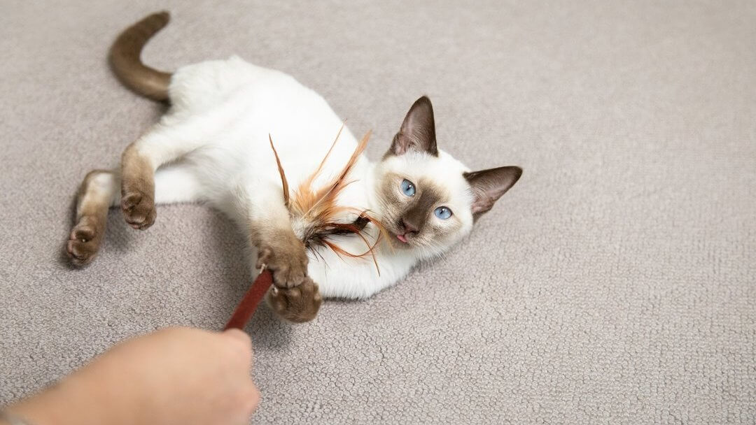 Blåögd katt som leker med fjäderstaven på golvet