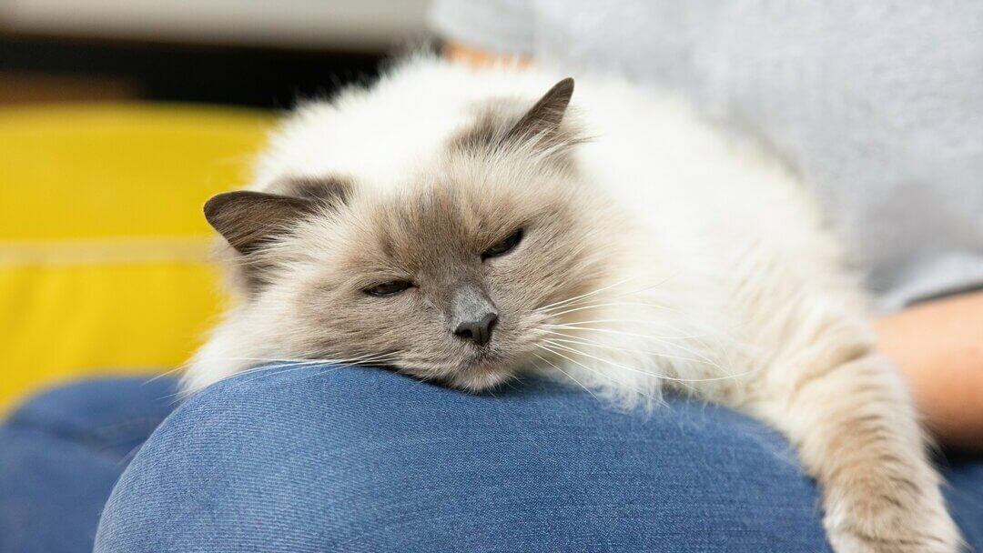 Sovande katt på ägarens knä