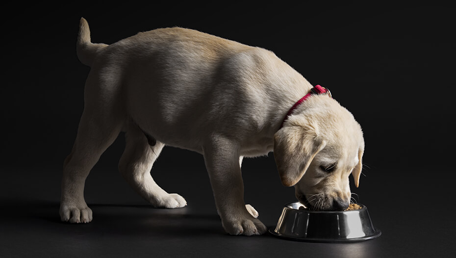 Labrador valp äter från en skål