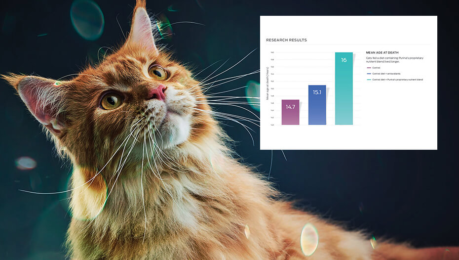 Ingefära katt och stapeldiagram grafik