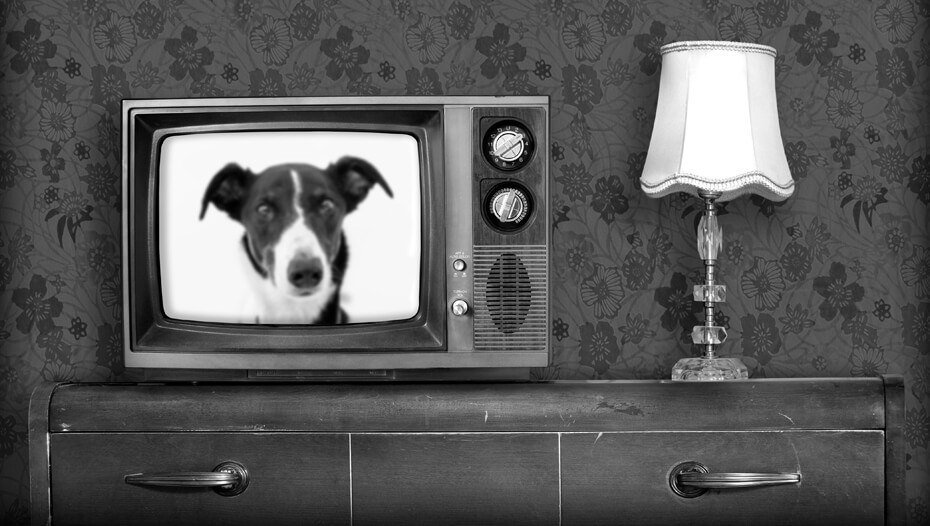 Svartvit gammal tv med hund på