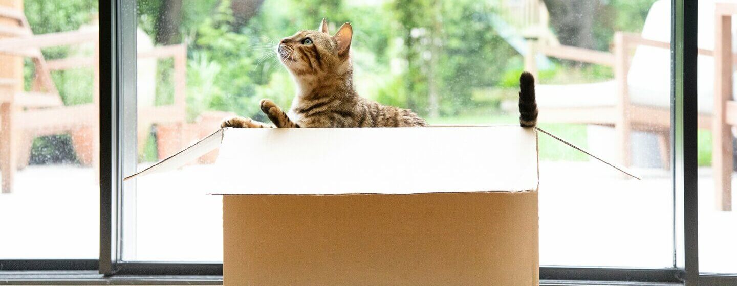 Bengal katt sitter i en flyttlåda