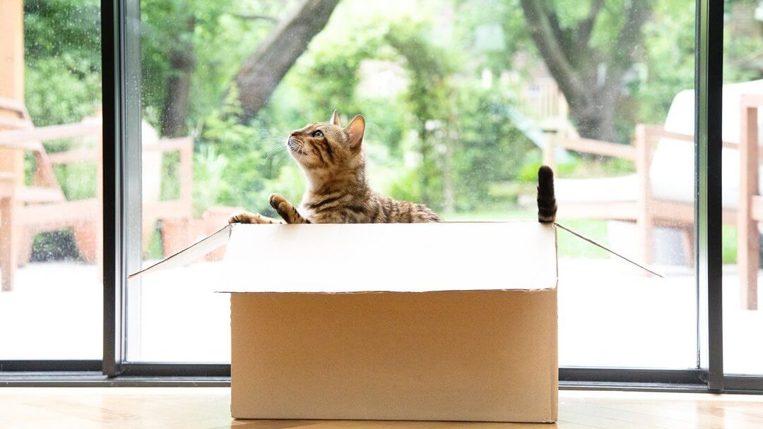Bengal katt sitter i en flyttlåda