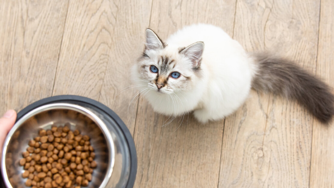 Kattmat kattunge torrfoder listningssida