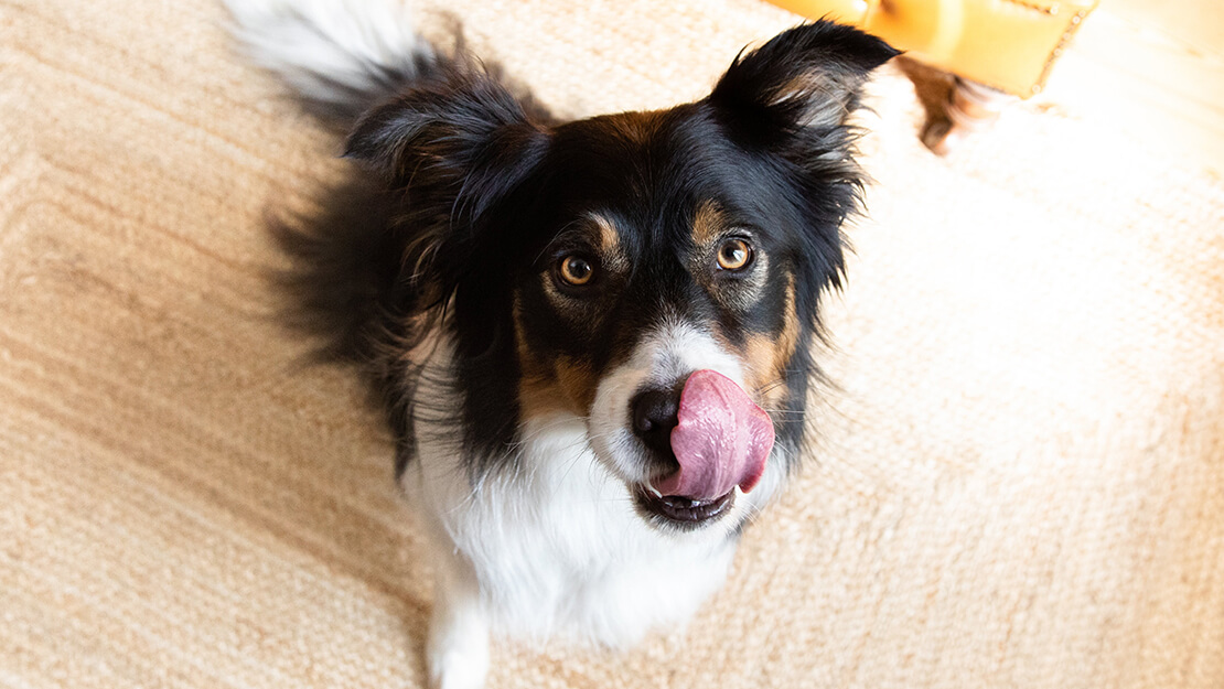 Hundmat känslig matsmältning listningssida