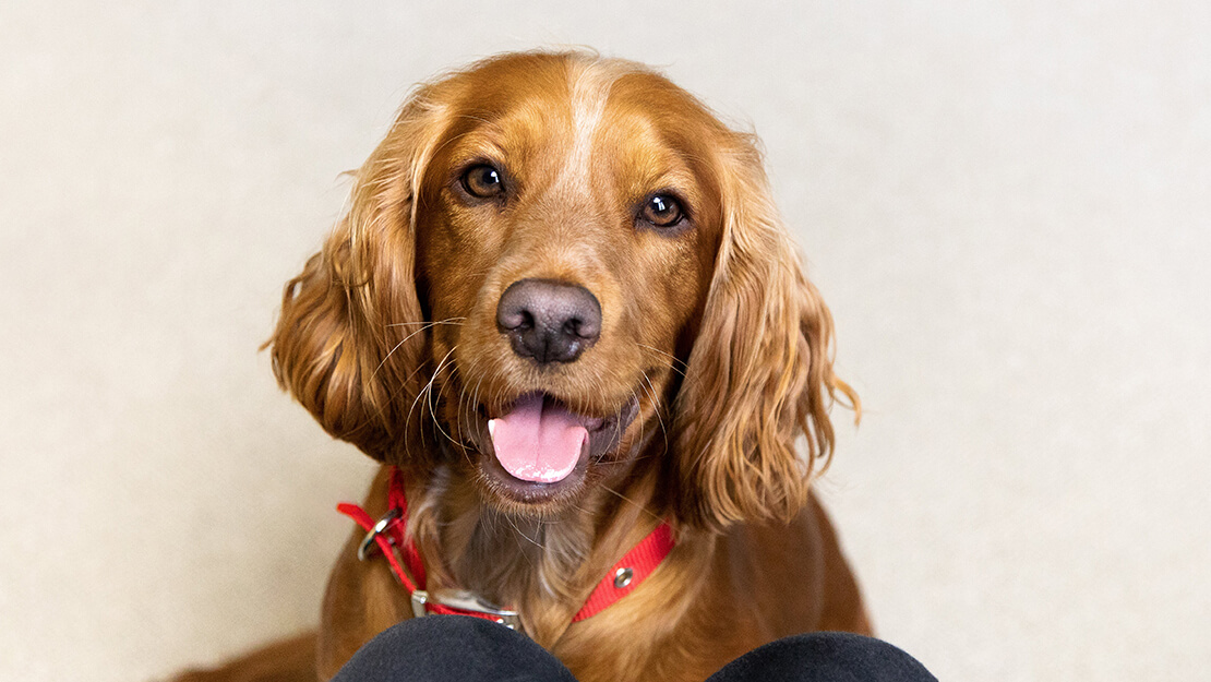 Hundmat spannmålsfritt listningssida
