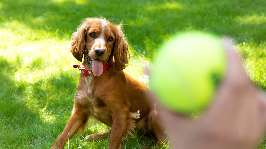 Hund spelar fångst med tennisboll