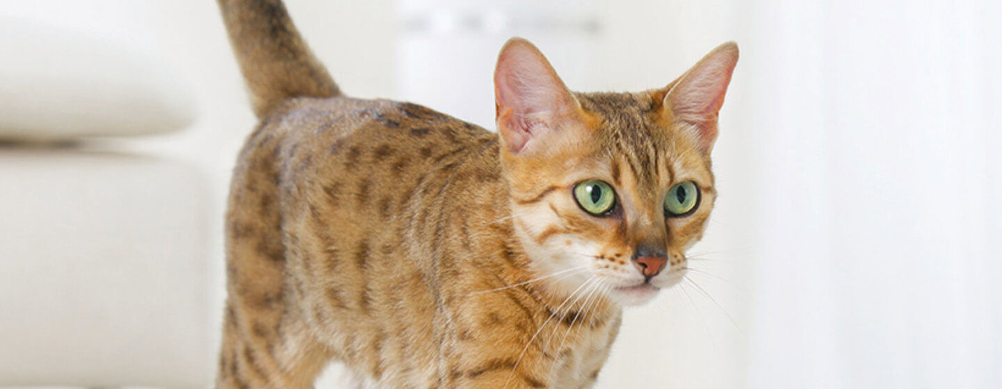 Bengal katt med gröna ögon