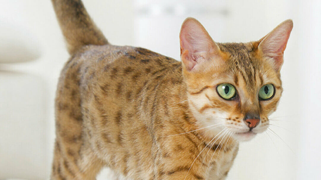 Bengal katt med gröna ögon