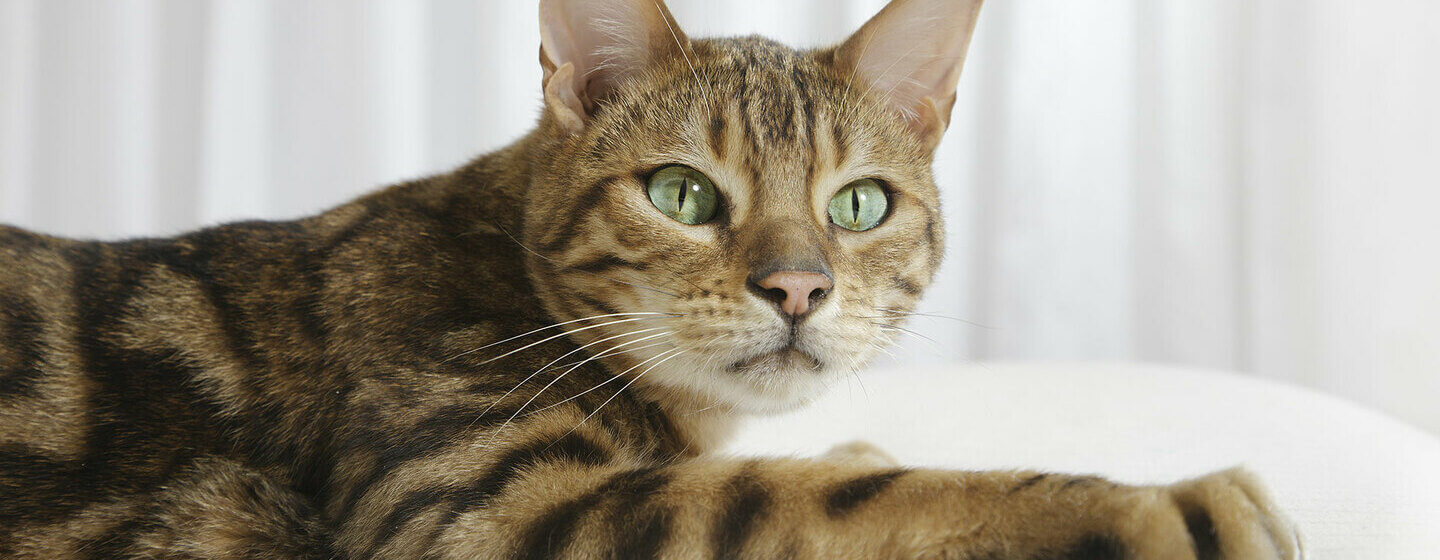Närbild av den bengaliska katten med gröna ögon