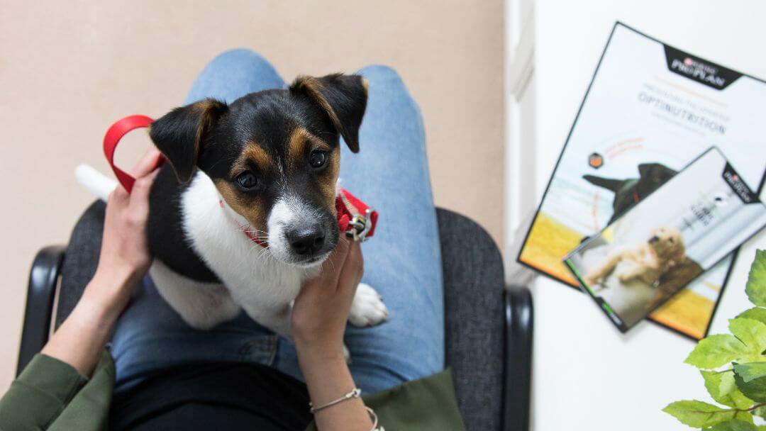 Valp sitter i knä medan han väntar hos veterinärer