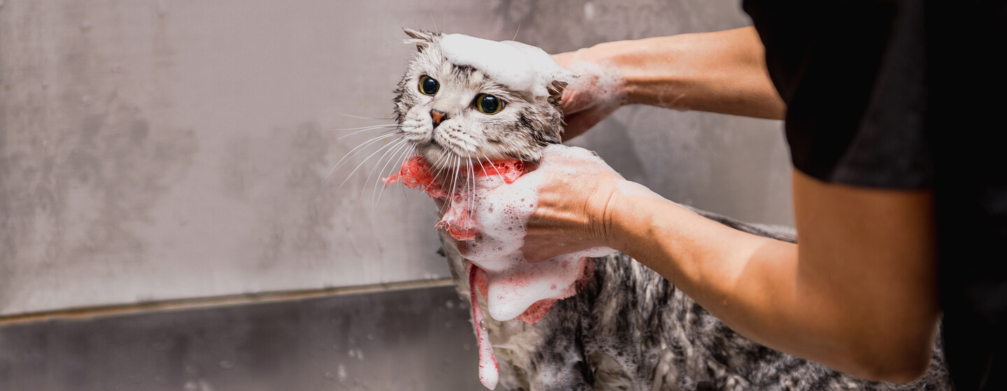 Grå katt som badas av ägaren