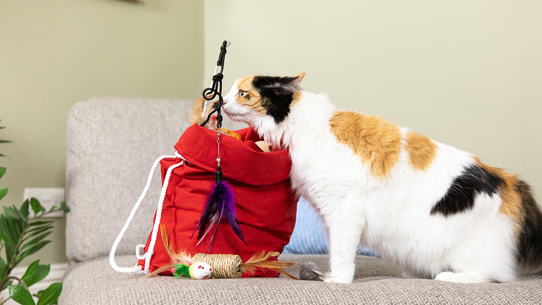 Katt sniffar leksaker i röd påse.