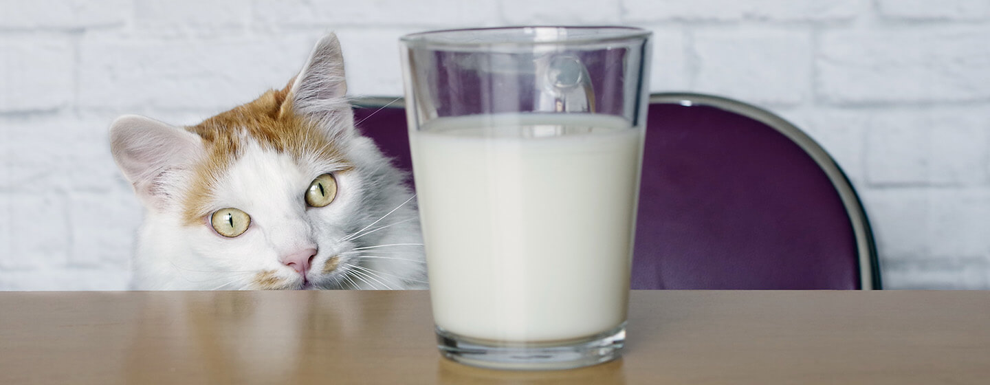 katt tittar på mjölk