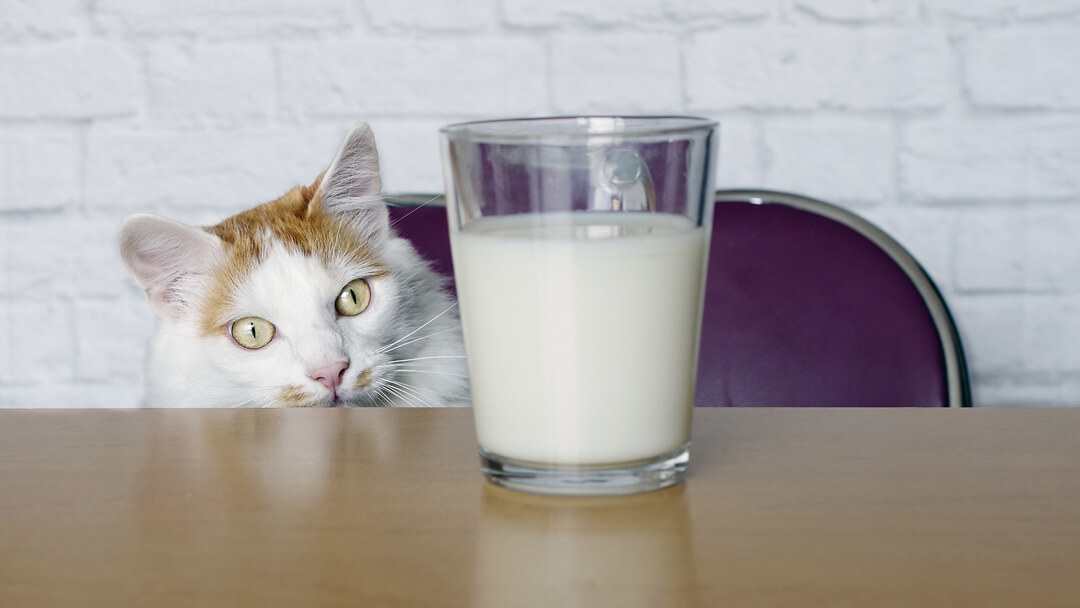 Gedehams to uger skranke Vad dricker katter, och är mjölk dåligt för katter? | Purina