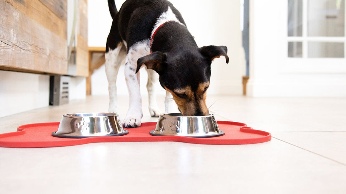 hund äter ur en matskål